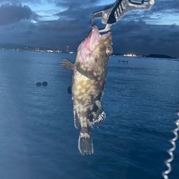 カサゴ