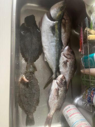 ハマチの釣果