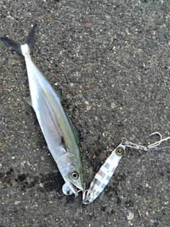 サゴシの釣果