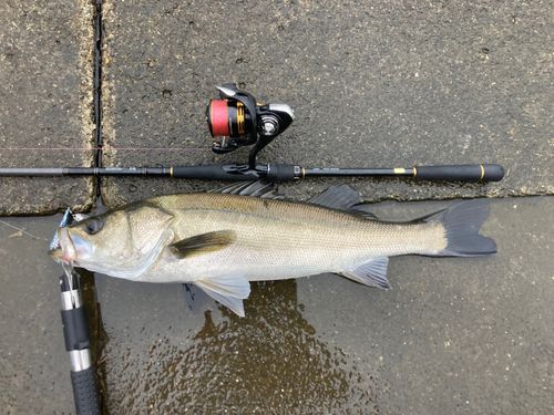 スズキの釣果