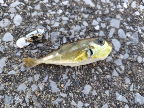 シロサバフグの釣果