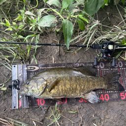 スモールマウスバス