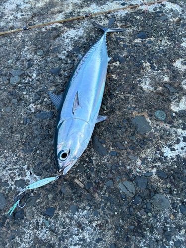 ソウダガツオの釣果