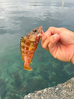 オオモンハタの釣果