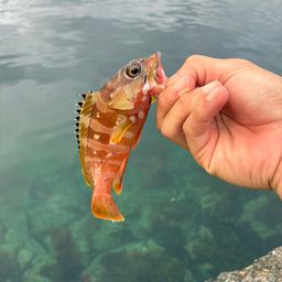 オオモンハタ