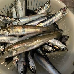 カタクチイワシ