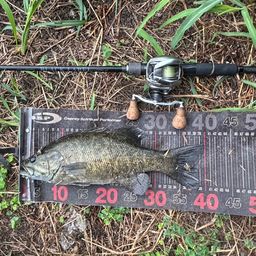 スモールマウスバス