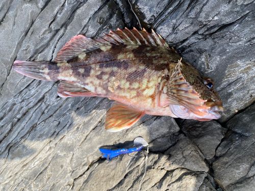 カサゴの釣果