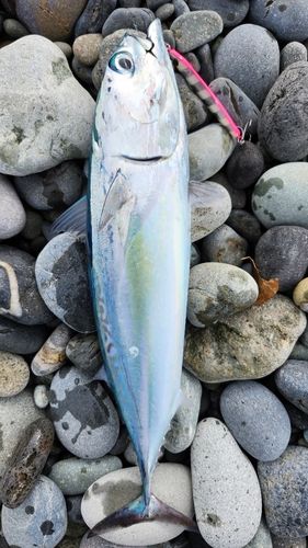 マルソウダの釣果