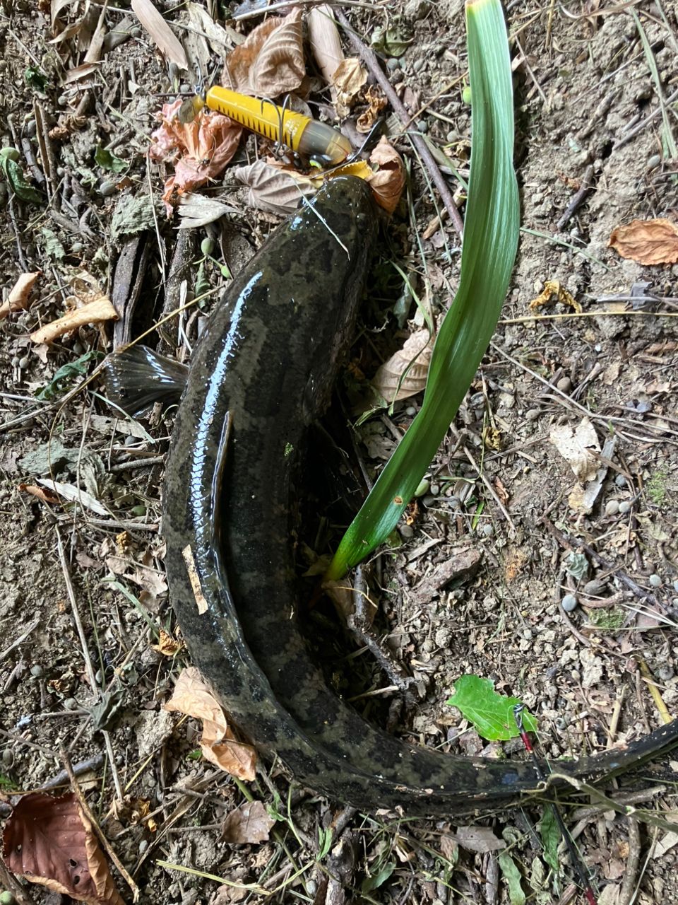 ラージマウスバス