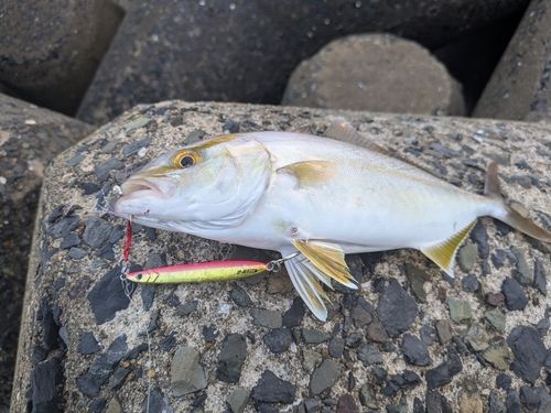ネリゴの釣果