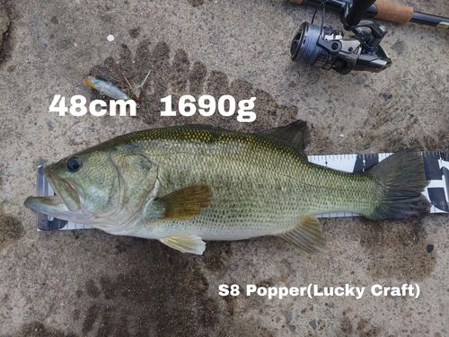 ブラックバスの釣果