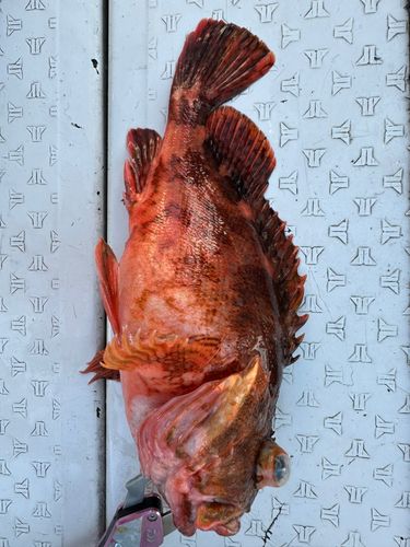 カサゴの釣果