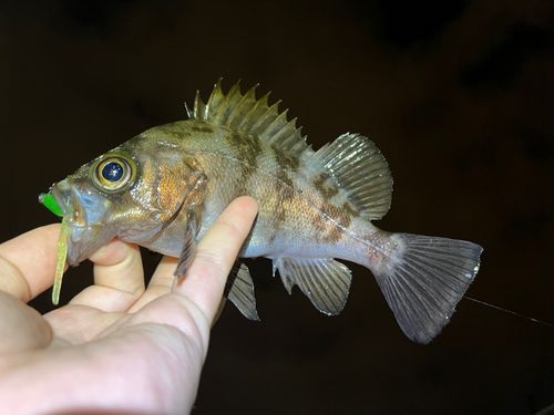 メバルの釣果