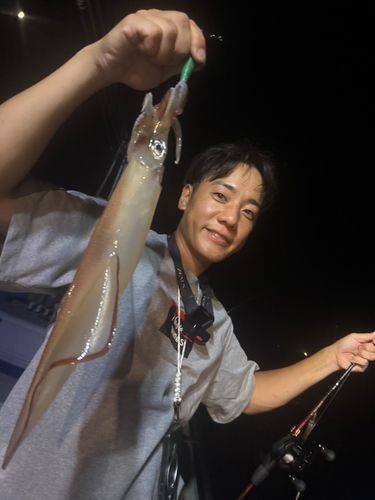 ケンサキイカの釣果