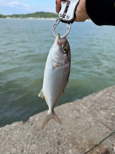 ネリゴの釣果