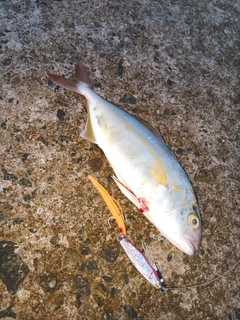 ショゴの釣果