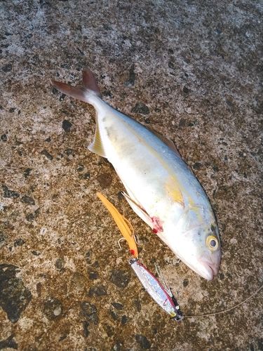 ショゴの釣果