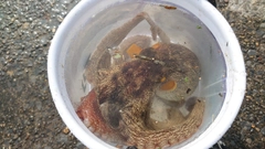 タコの釣果