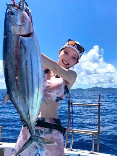 カツオの釣果