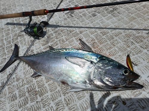 スマガツオの釣果
