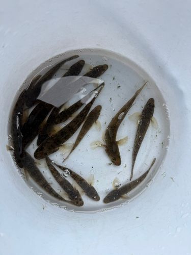 マハゼの釣果
