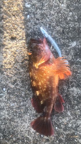 カサゴの釣果