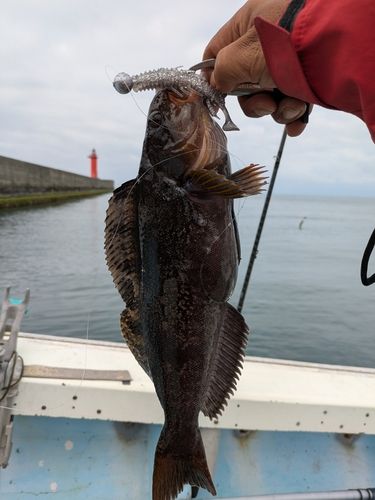 アブラコの釣果