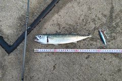 サバの釣果