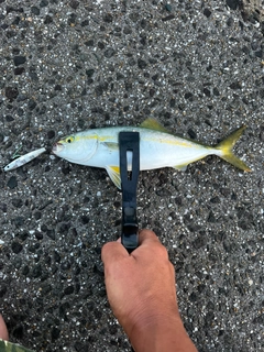 ヤズの釣果