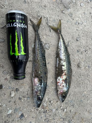 サバの釣果