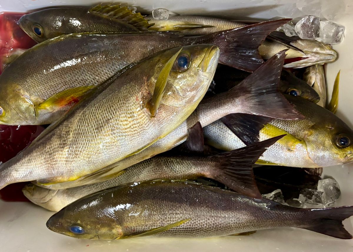 oxyさんの釣果 2枚目の画像