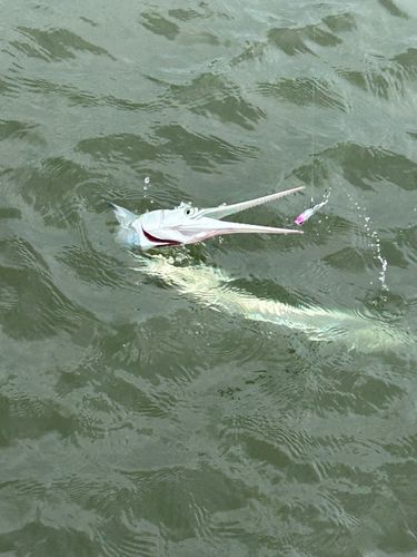 ダツの釣果