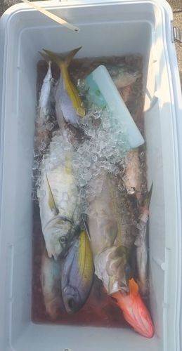 シマアジの釣果