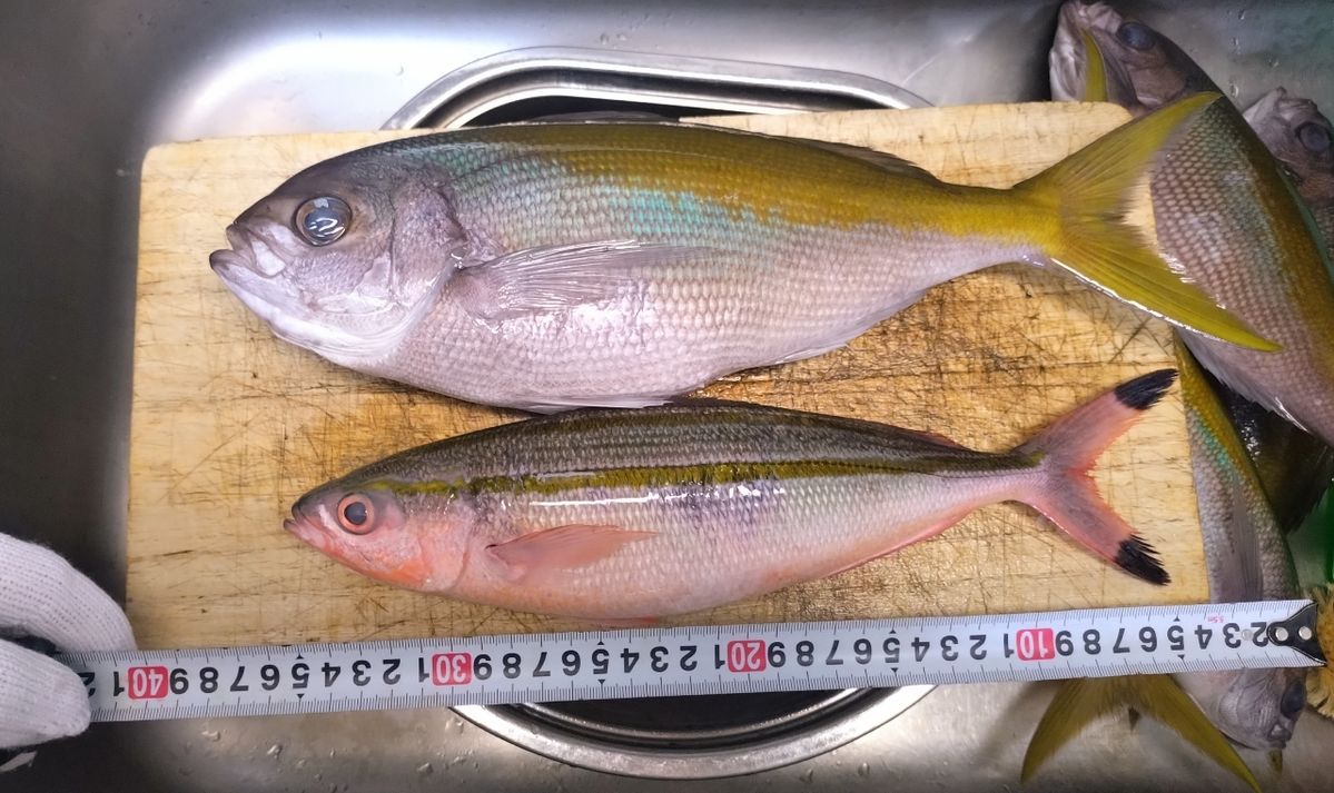 ユウチャンメンさんの釣果 2枚目の画像