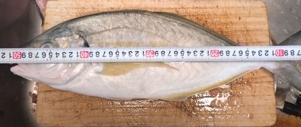 ユウチャンメンさんの釣果 3枚目の画像