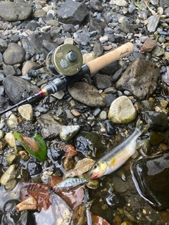 カワムツの釣果