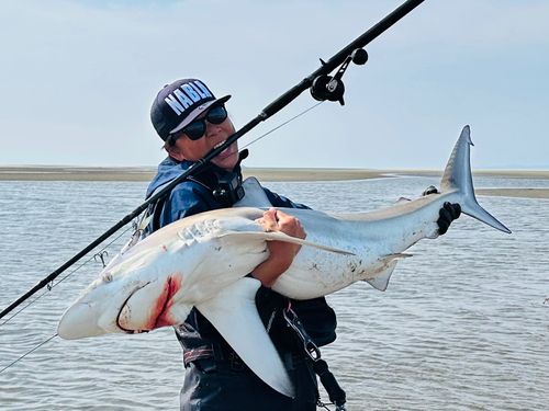 サメの釣果