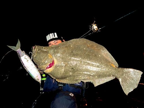 ヒラメの釣果