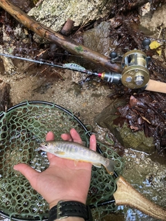 イワナの釣果