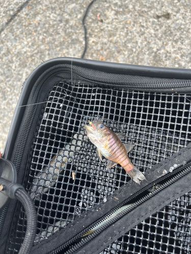 テンジクダイの釣果