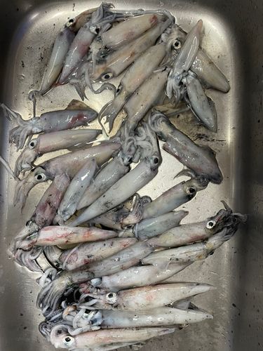 ヤリイカの釣果