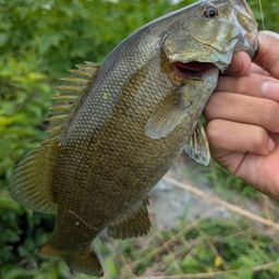 スモールマウスバス