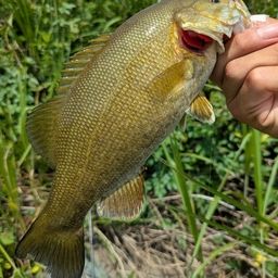 スモールマウスバス