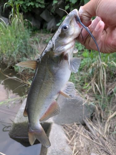 アメリカナマズの釣果