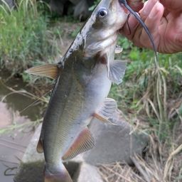 アメリカナマズ