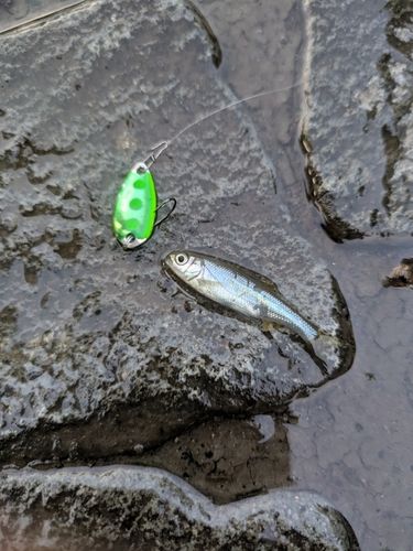 カワムツの釣果