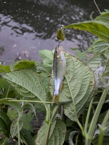 カワムツの釣果