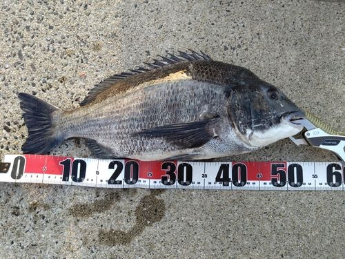 チヌの釣果