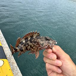 カサゴ